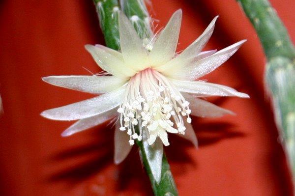 http://www.cloudjungle.com/CloudJungle/Cactaceae/Rhipsalis/Rhipsalis%20pilocarpa flower1.jpg